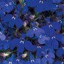 Лобелия Riviera Marine Blue